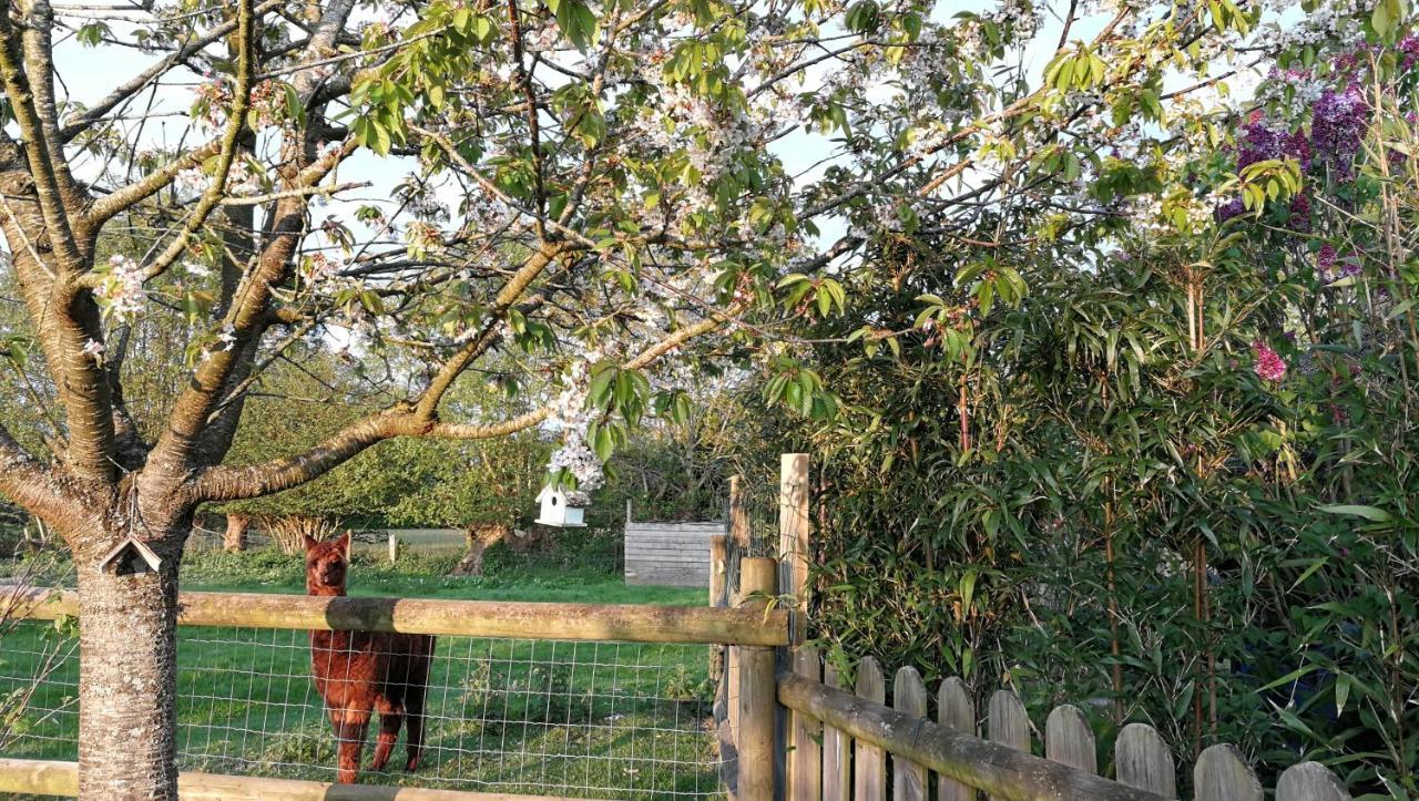 L'Arbre A The Bed & Breakfast Honfleur Bagian luar foto